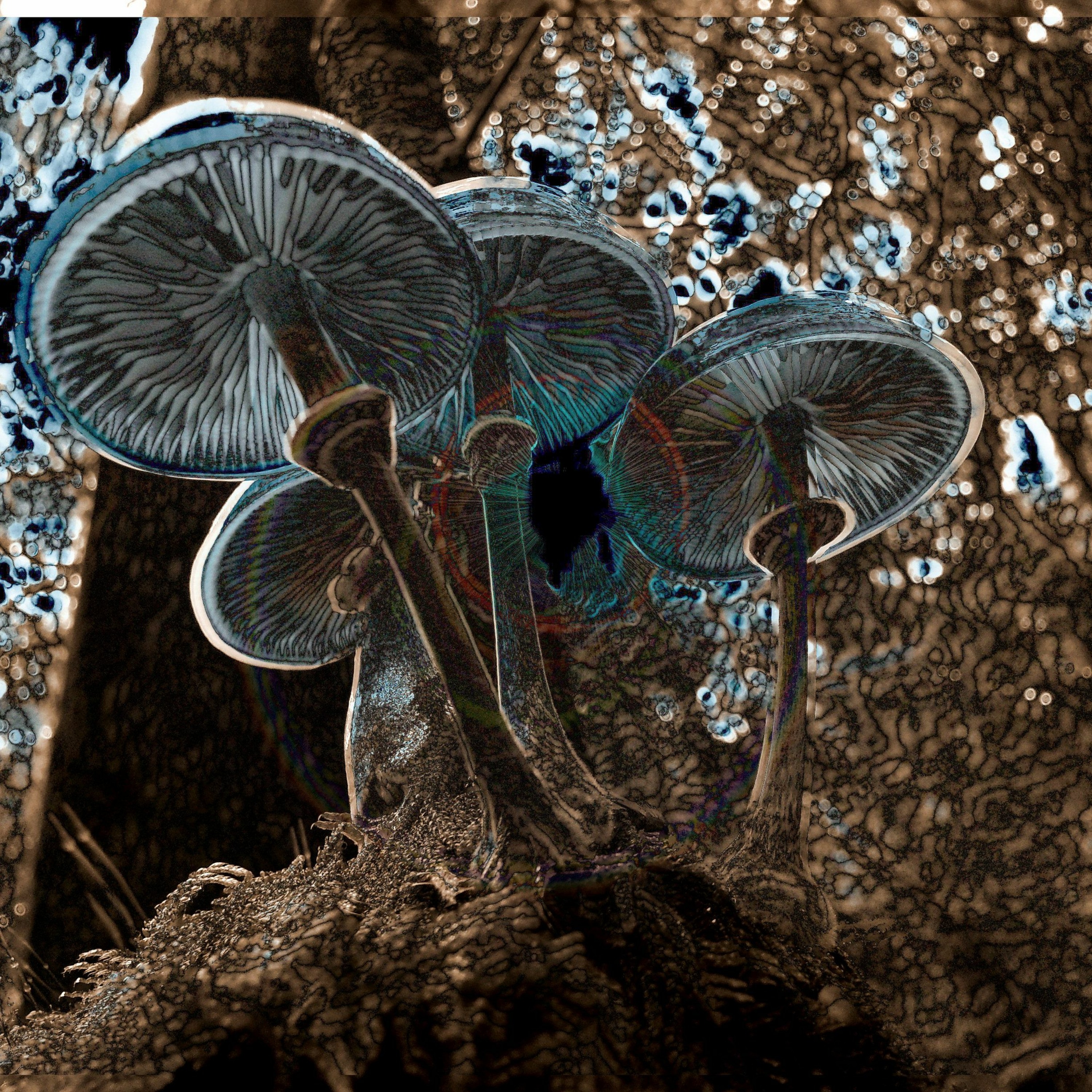Soil Music episode artwork