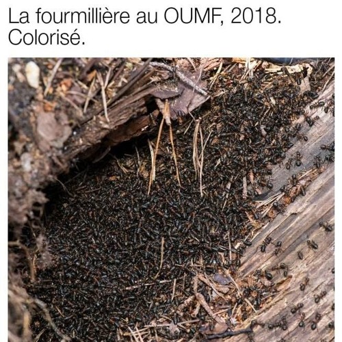 La Fourmiliere Entrevue Oumf Ft Mathieu Aubre By Catboot