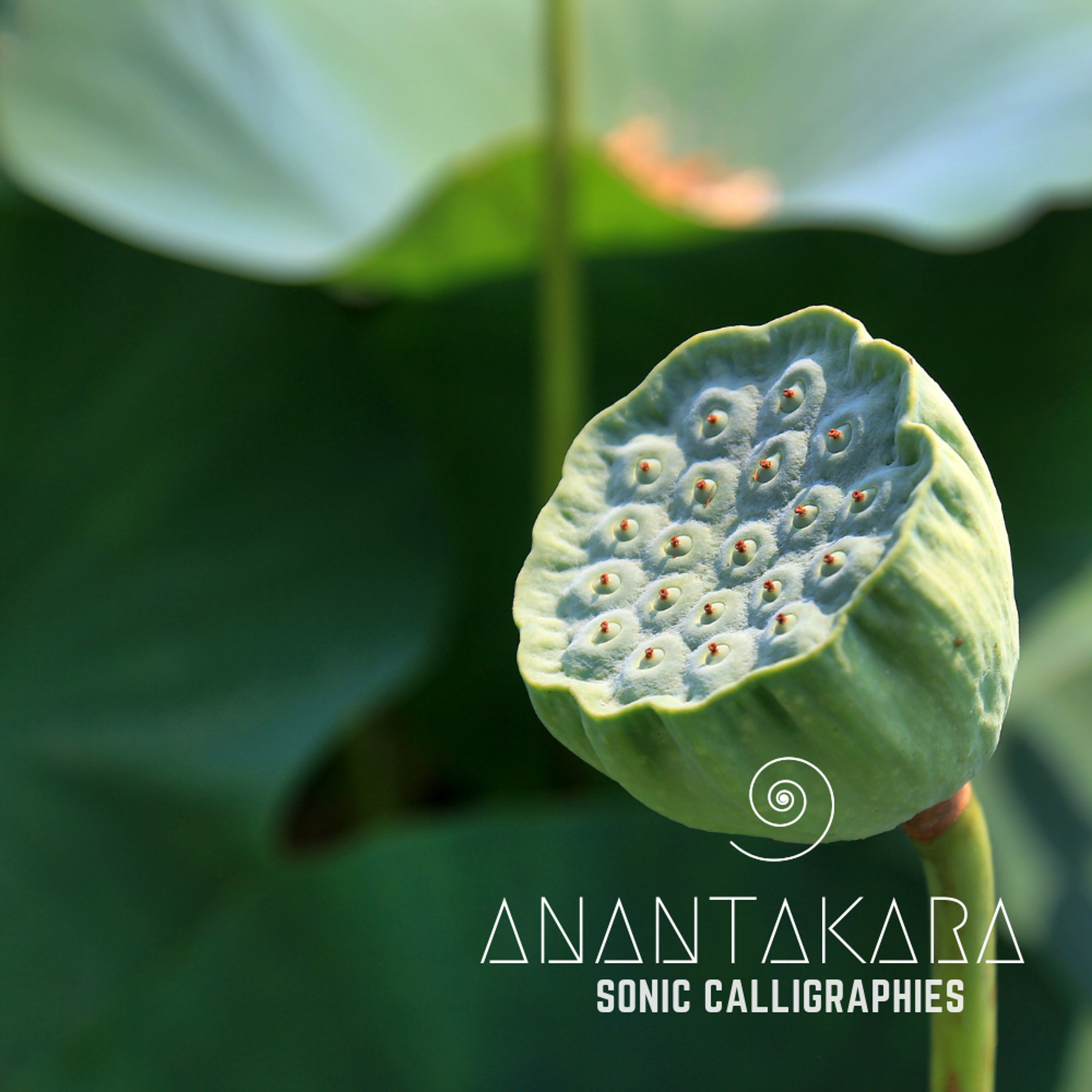 In The Lotus Secrecy (feat. isella)