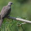 Western Spotted Dove Call