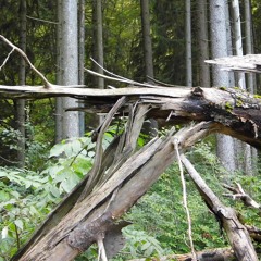 Der Wurm Im Holz