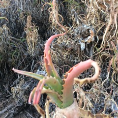 Where lies the strangling fruit