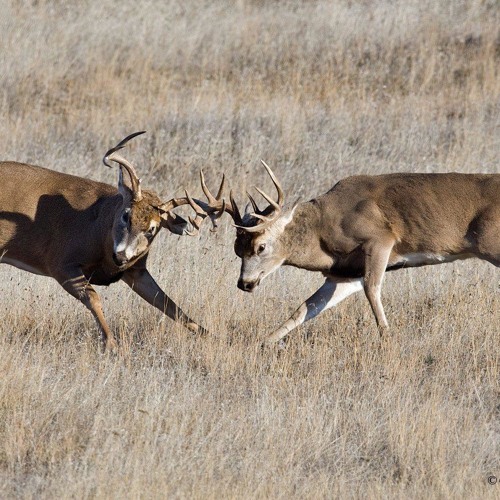 Opening of whitetail bow season is here so the guys talk to DNR and gives tips.
