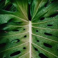 SEU JORGE CHILL BAILE [FREE DOWNLOAD]