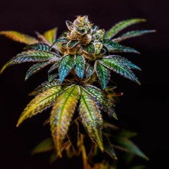 DKK FT. J.BoogZ -Police Smell The Weed (Beat by Jay L)