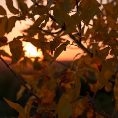 Fall