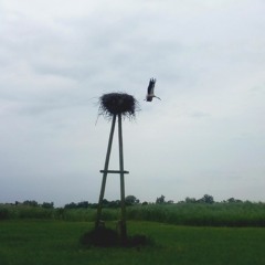 180613 05:54 White Stork, Beak Clattering, Juveniles hissing in nest