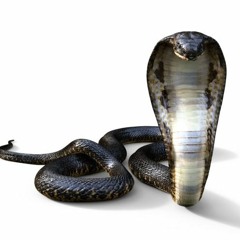 Im A Snake (REDZONE DISS)