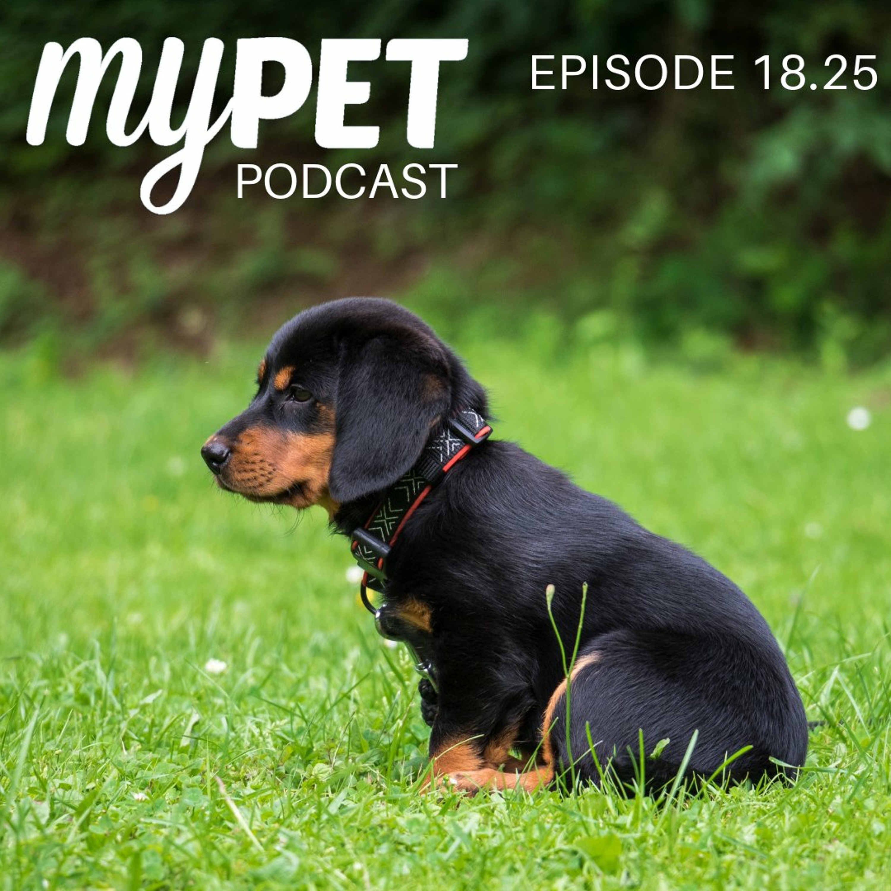 Scooting; Why is my dog rubbing its bum? episode artwork
