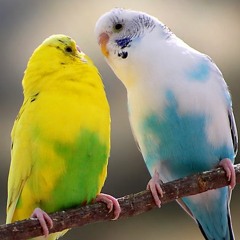 Love Is For The Birds