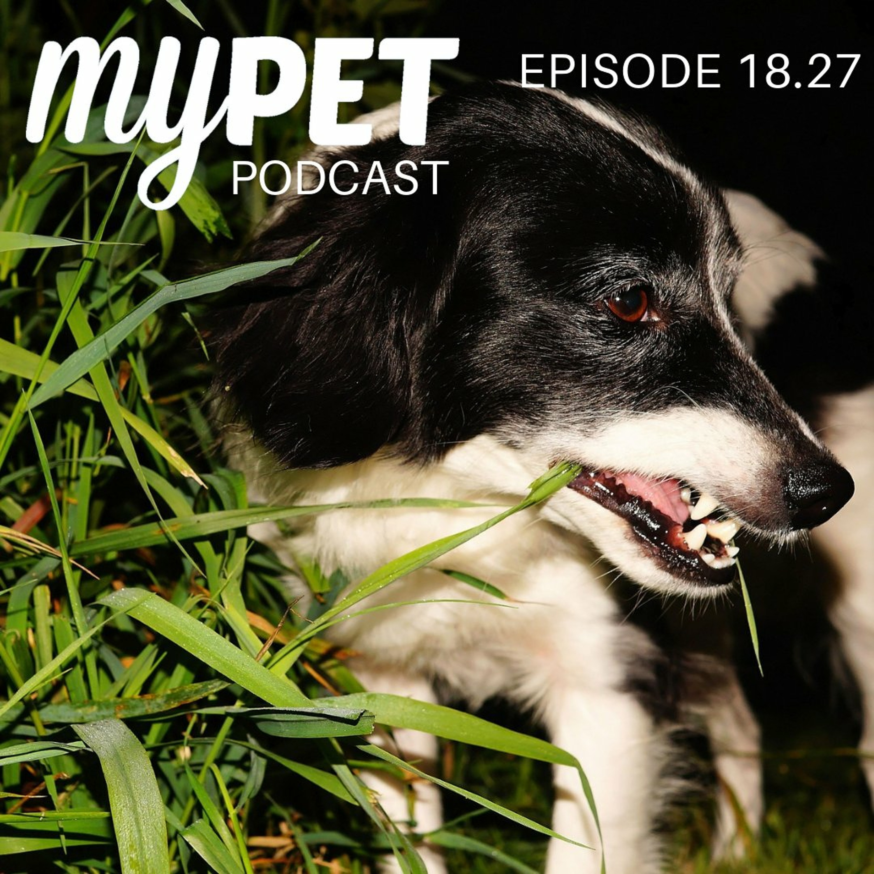 Why do dogs eat grass? episode artwork