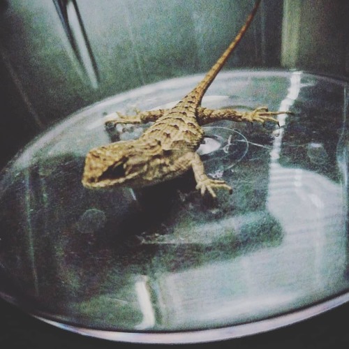 STILL HEDONS [PROD. HAARPER]