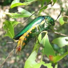 12.Sra morl Neak na nouv mort bang ourch?