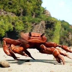 Crab Rave Beach