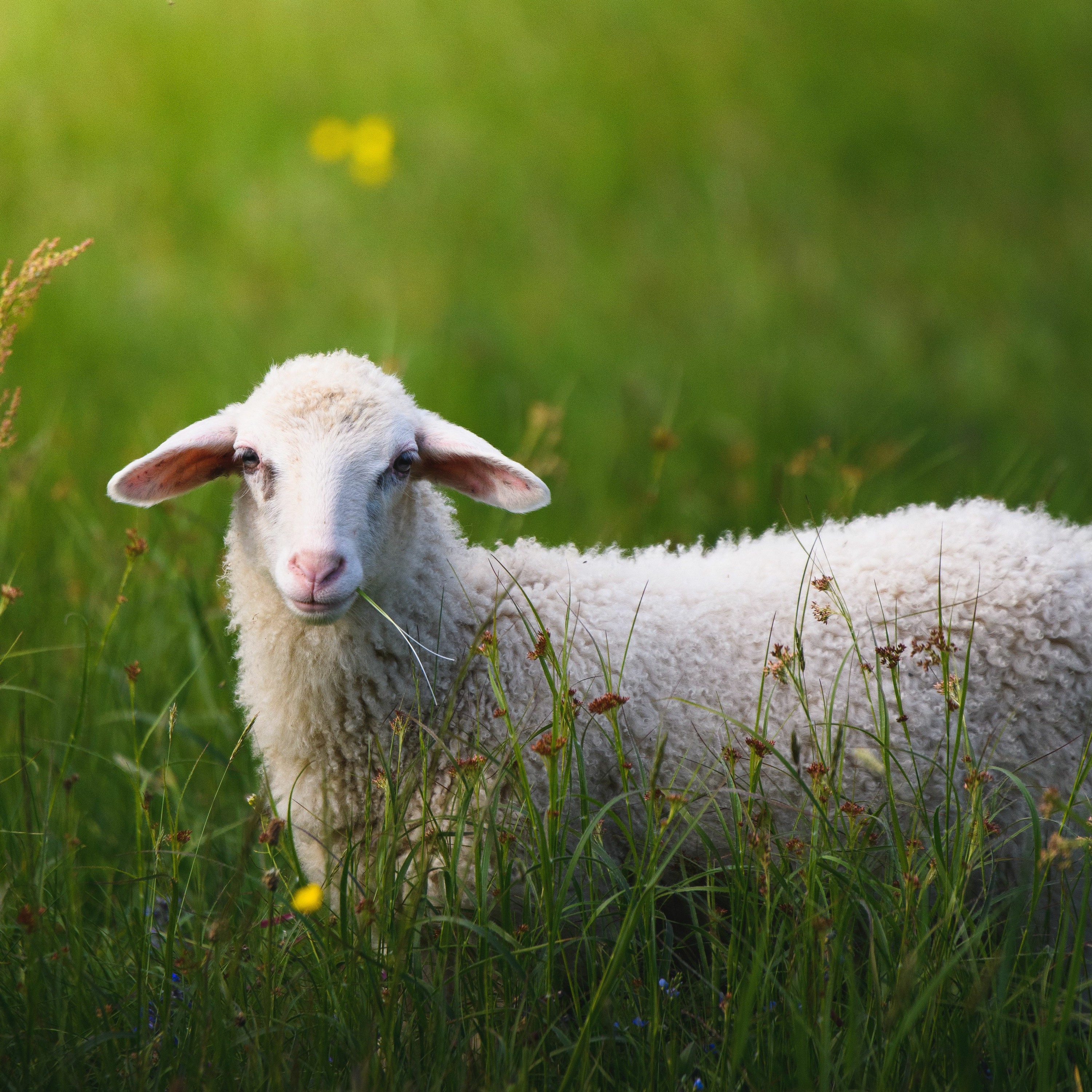 The LORD God Is A Good Shepherd (A Psalm 23 Meditation)- Clint Byars episode artwork