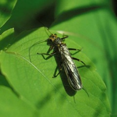 Female Plecoptera Selects a Mate From Among a Chorus of Male Callers