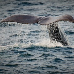 Sperm Whale Echolocation