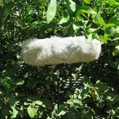 7 Minutes Of Beez In The Lemon Tree in The Gap NT Sept 11 1.45pm 2018