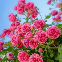 افسر شهیدی