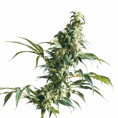Sativa Mix 1 -20% (échantillon)