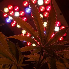 Bonapart обожаю