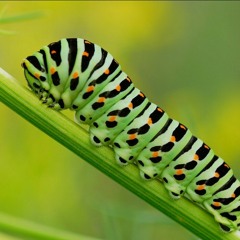 La oruga (Cuento para la Primavera)