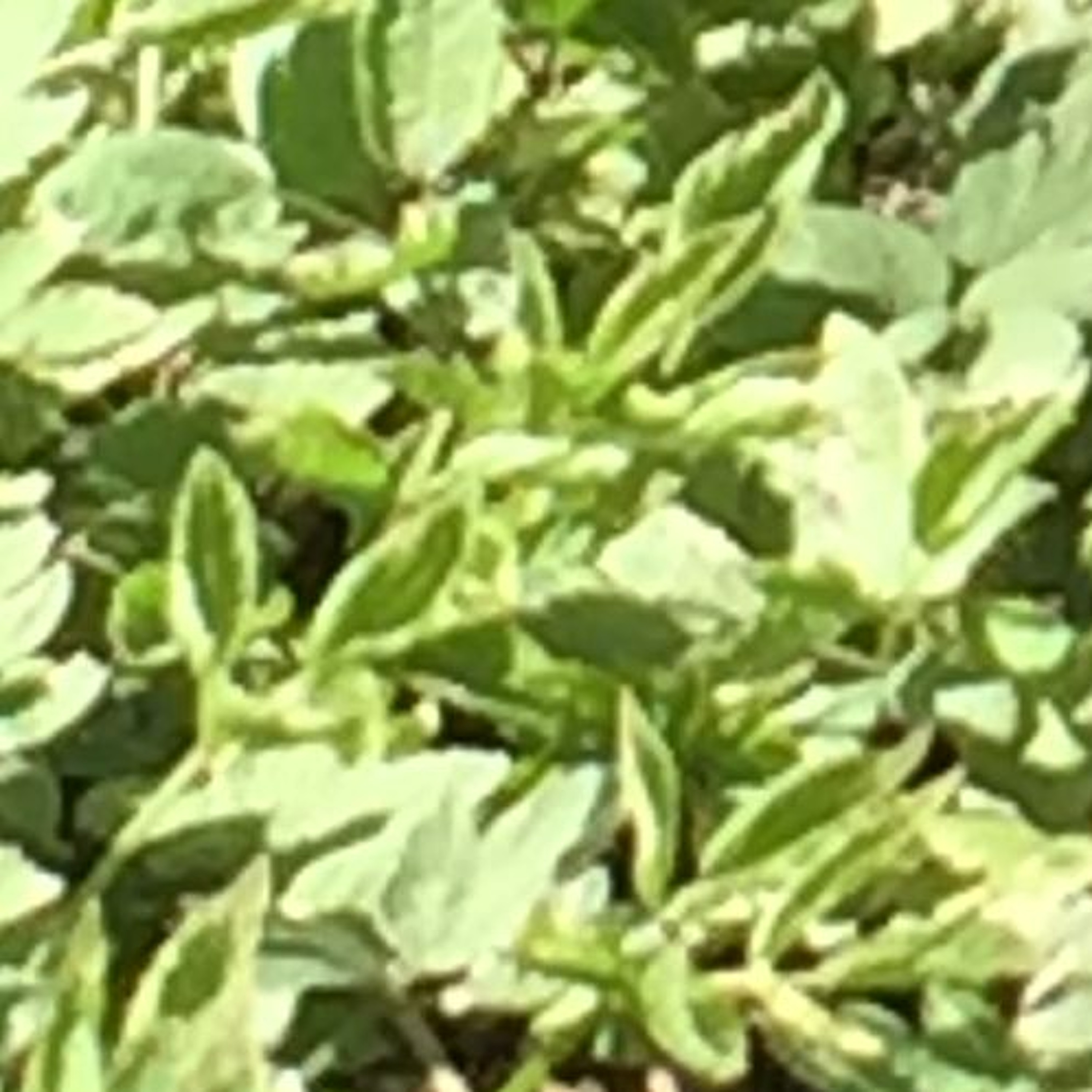 10 Minutes of I-75 Windows Down