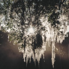 A whisper in the willows