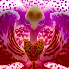 Orchid