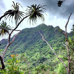 "Jungle" Pnl Type Beat