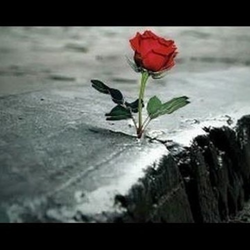 Stream Rose Out of Concrete (Definition of a Gangster) by Pryme