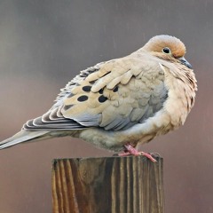 Mourning Dove: Song (Palo Alto, May 2018)