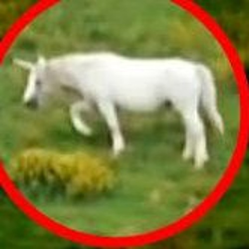 The Unicorn! Is Here! Is Rabid! ...Or! Is It?
