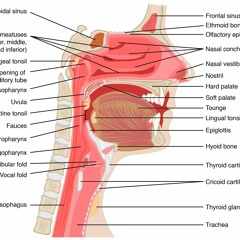 10 How The Voice Works With Dawn Padula