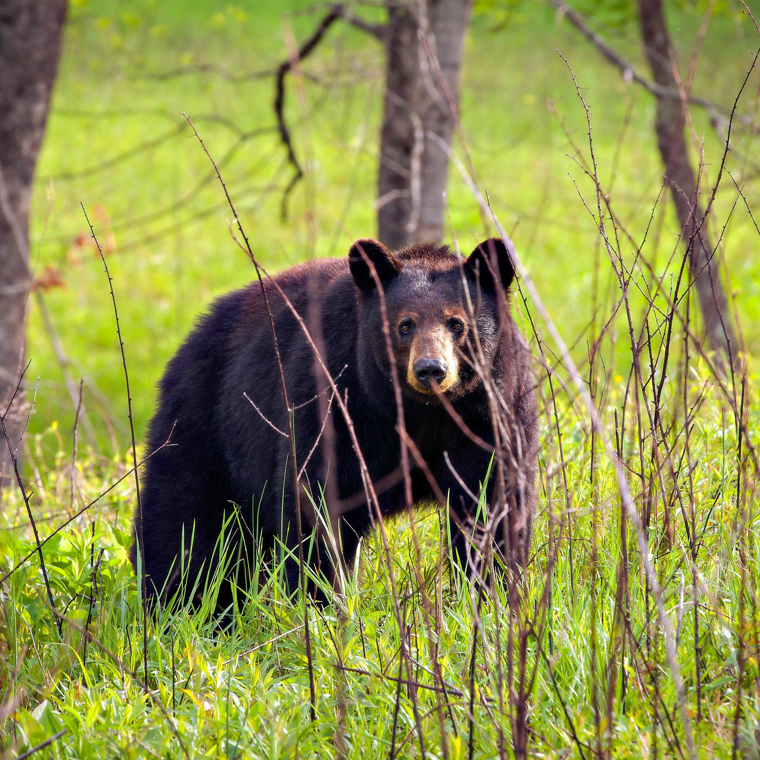 TW 102 - Tennessee Bear Hunting