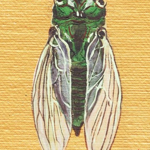 Cicada