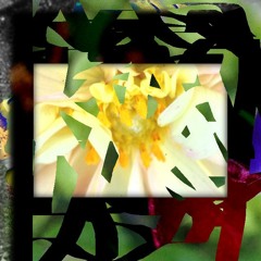 Dahlias On Swan Island (Part 1)