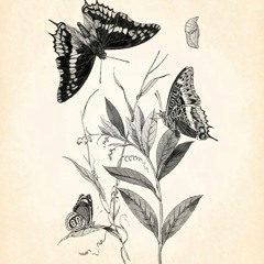 The Caterpillar