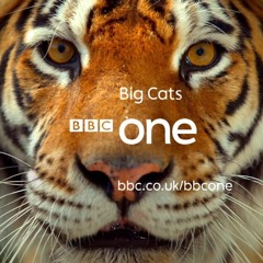 BBC Big Cats - Intro