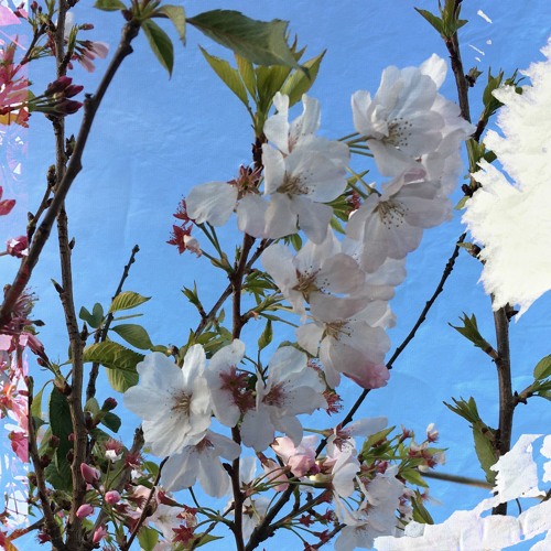 lắc ih