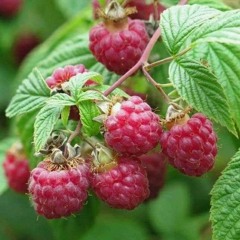 ТВОЯТА ТИШИНА ДОНИ И МОМЧИЛ - TVOITA TISHINA | CUCINA NUDA LIVE HOME EDITION