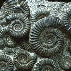 You can never deliver all the shopping