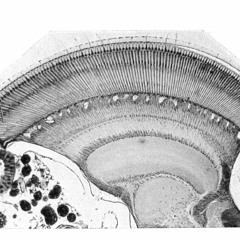 Delta Horizontal Dance