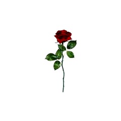 Птичий Бит – Роза и сорняки