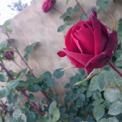 البردة المباركة _للبوصيري