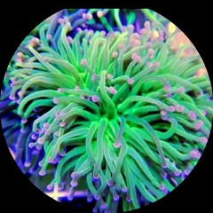Earth invaders // User D & Denja //