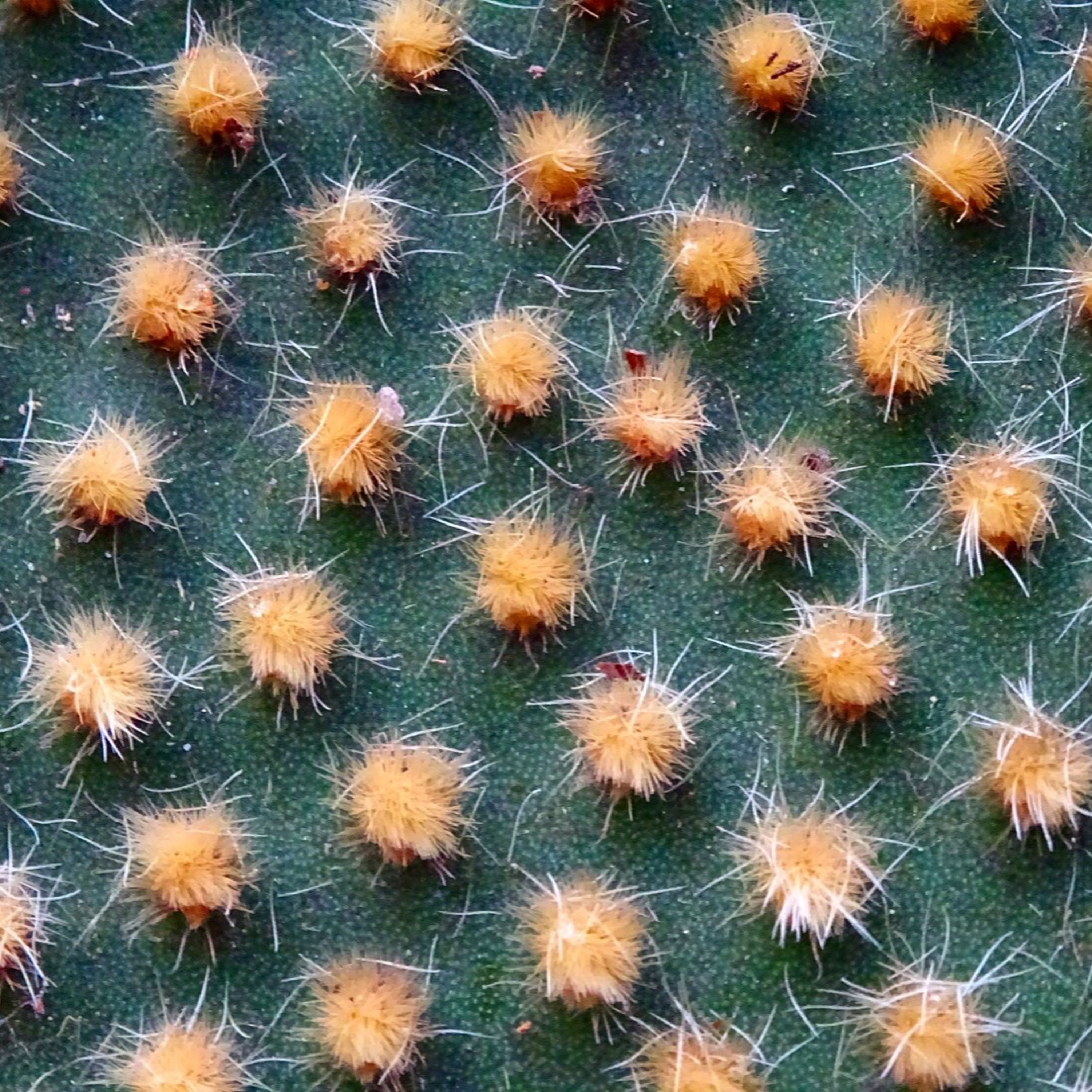 Prickle episode artwork
