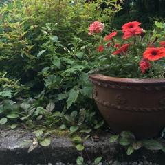 oom sha la la - haley heynderickx cover