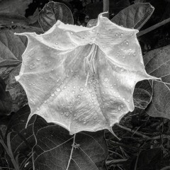 Rick Lamb~ Love Is Gone  1990