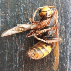 A Hornet, Dead